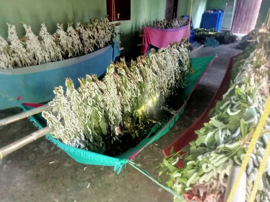 Eri Silk Production by Sarbeswar Basumatary