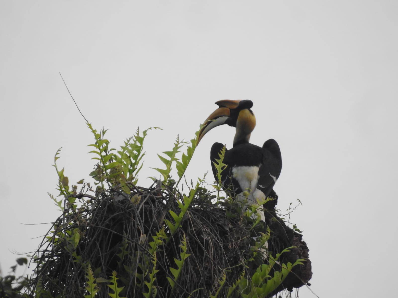 Hornbill at Raimona National Park